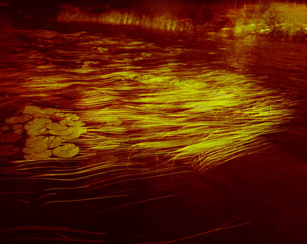 Pond Lilies 12x 42inches